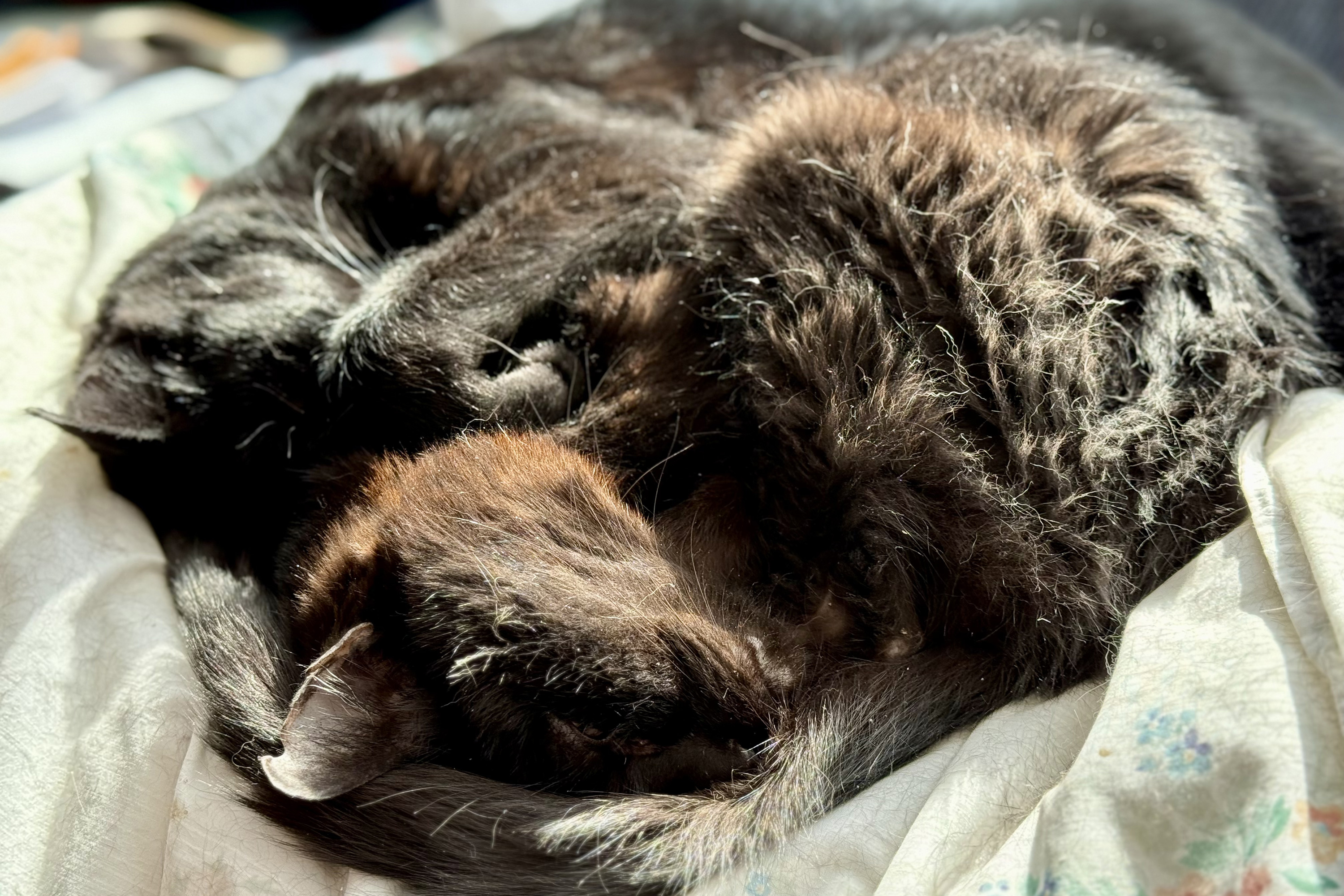 Two black cats curl up together in a cozy nap, bathed in warm natural sunlight. Their fur catches the light, highlighting texture and subtle color variations. The peaceful scene showcases the softness and comfort of the moment.