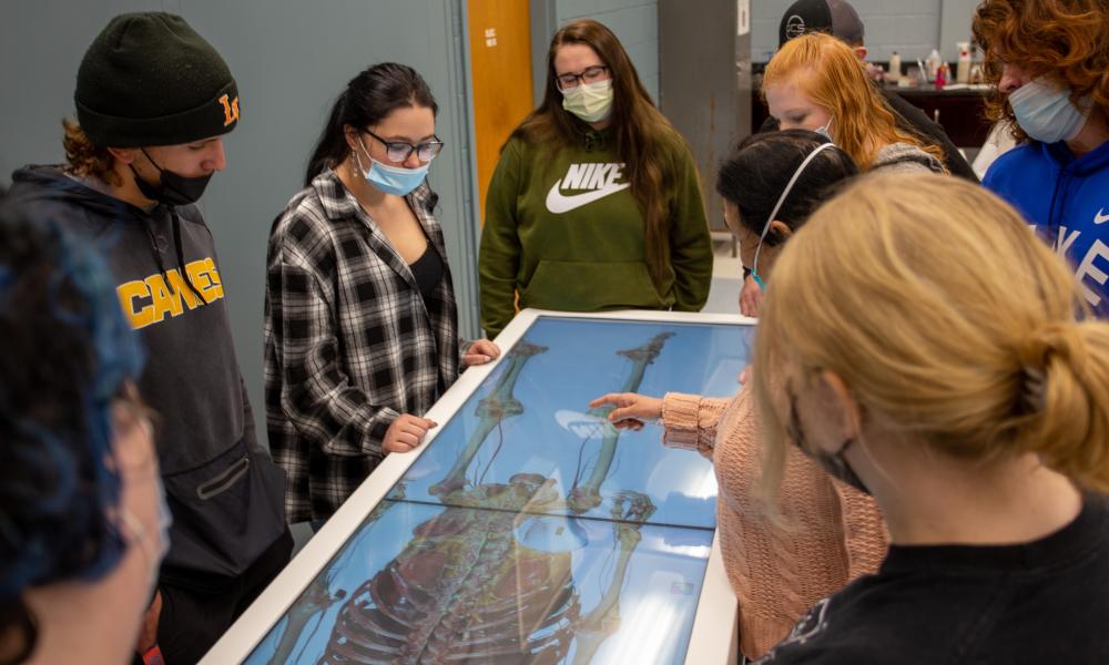 Students studying anatomy on Anatomage table