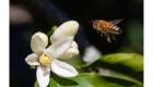 Photograph of bee flying near orange blossom